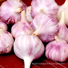 2021 new crop of fresh garlic normal white with cheap price for garlic buyer